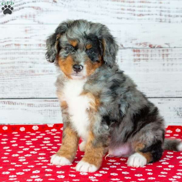 Benson, Bernedoodle Puppy